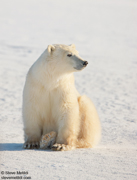 POLAR BEARS OF HUDSON BAY